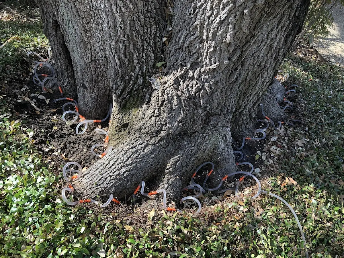 Detailed Tree Cabling and Bracing job site in Hermanville
