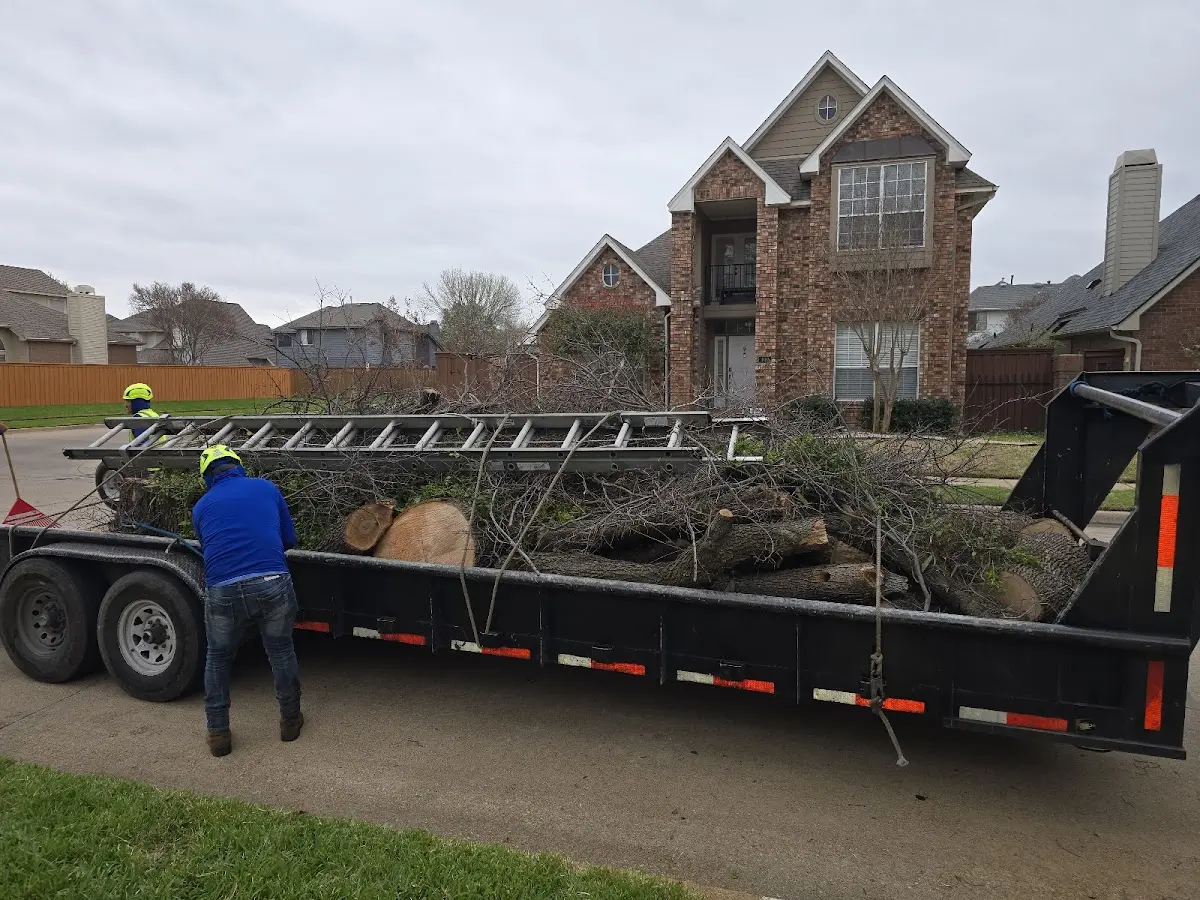 Expert Tree Removal with proper safety equipment in Hermanville